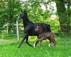 dressage horse Hengst von Dynamic Dream / De Niro (Oldenburg, 2023, from Dynamic Dream)