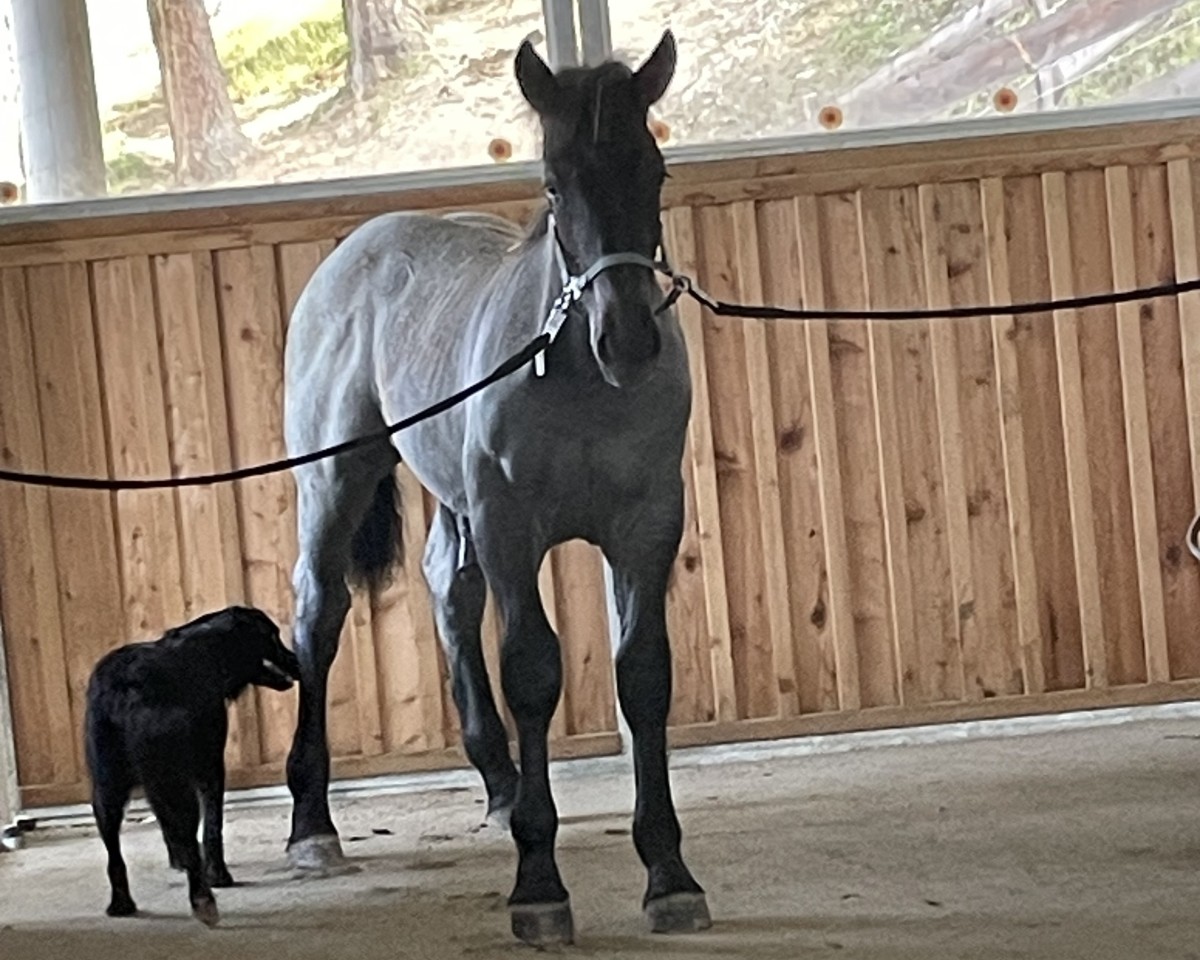 horse Valerio Vulkan XIX (Noric, 2024, from Valentino Vulkan XVIII)