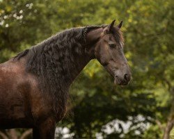 Pferd Enrico von Marschhorst (Friese, 2017, von Maurus 441 Sport)