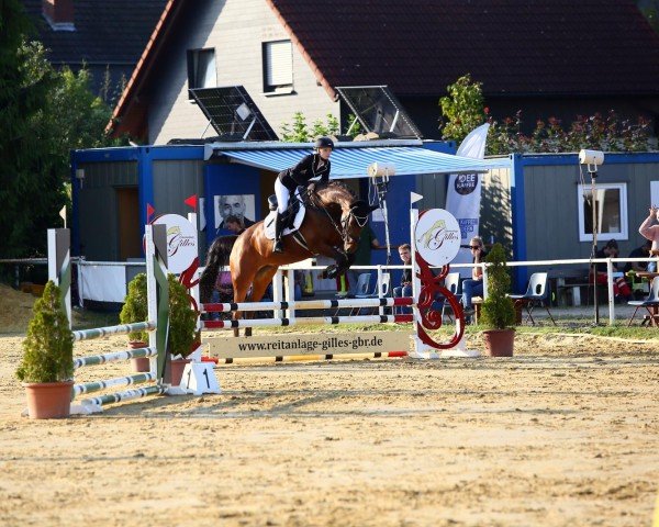 jumper Holly S (Oldenburg show jumper, 2018, from Louvre S)