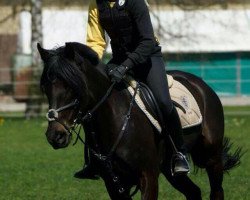 jumper Candy Xxxii (German Riding Pony, 2004, from Unbekannt PONY)