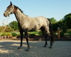 jumper Cosa (Hanoverian, 2022, from Caytens)