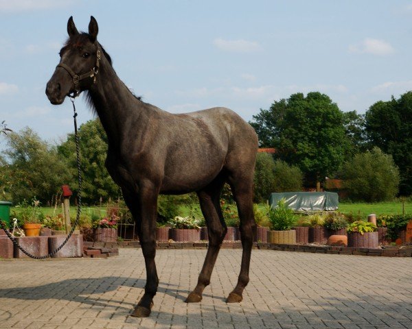 jumper Caytens Comet (Hanoverian, 2023, from Caytens)