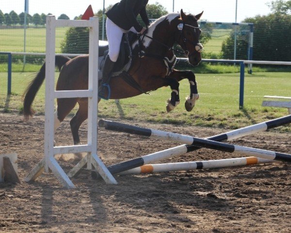 jumper Rainbow (Lewitzer, 2016)