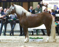 broodmare Rijenna (South German draft horse, 2009, from Juann)