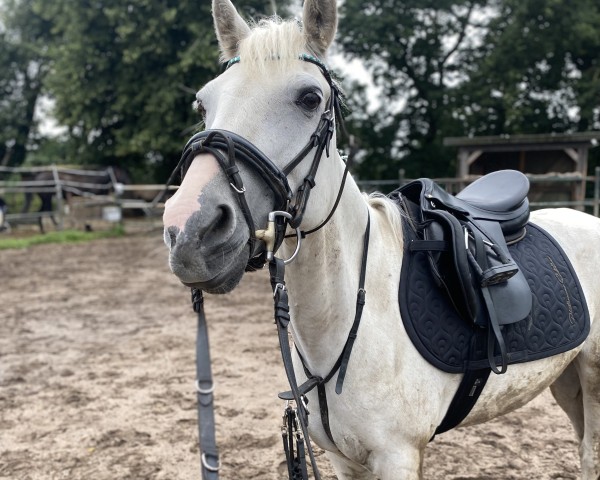 dressage horse Blond but Clever (German Riding Pony, 2010, from Falsario de Color)