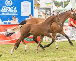 Fohlen von Richters New Greatest Showman (Deutsches Reitpony, 2024, von FS Next Diamond)