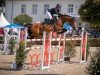 jumper Uccento (Hanoverian, 2012, from Uccello)