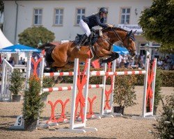 jumper Uccento (Hanoverian, 2012, from Uccello)