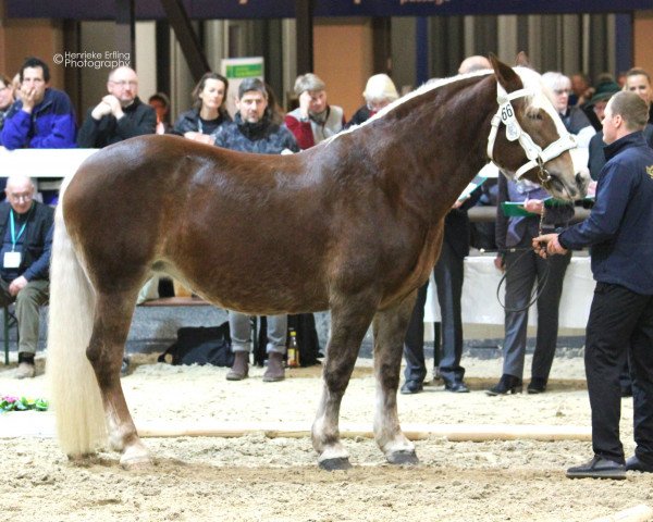 broodmare Odessa (South German draft horse, 2009, from Schachen)