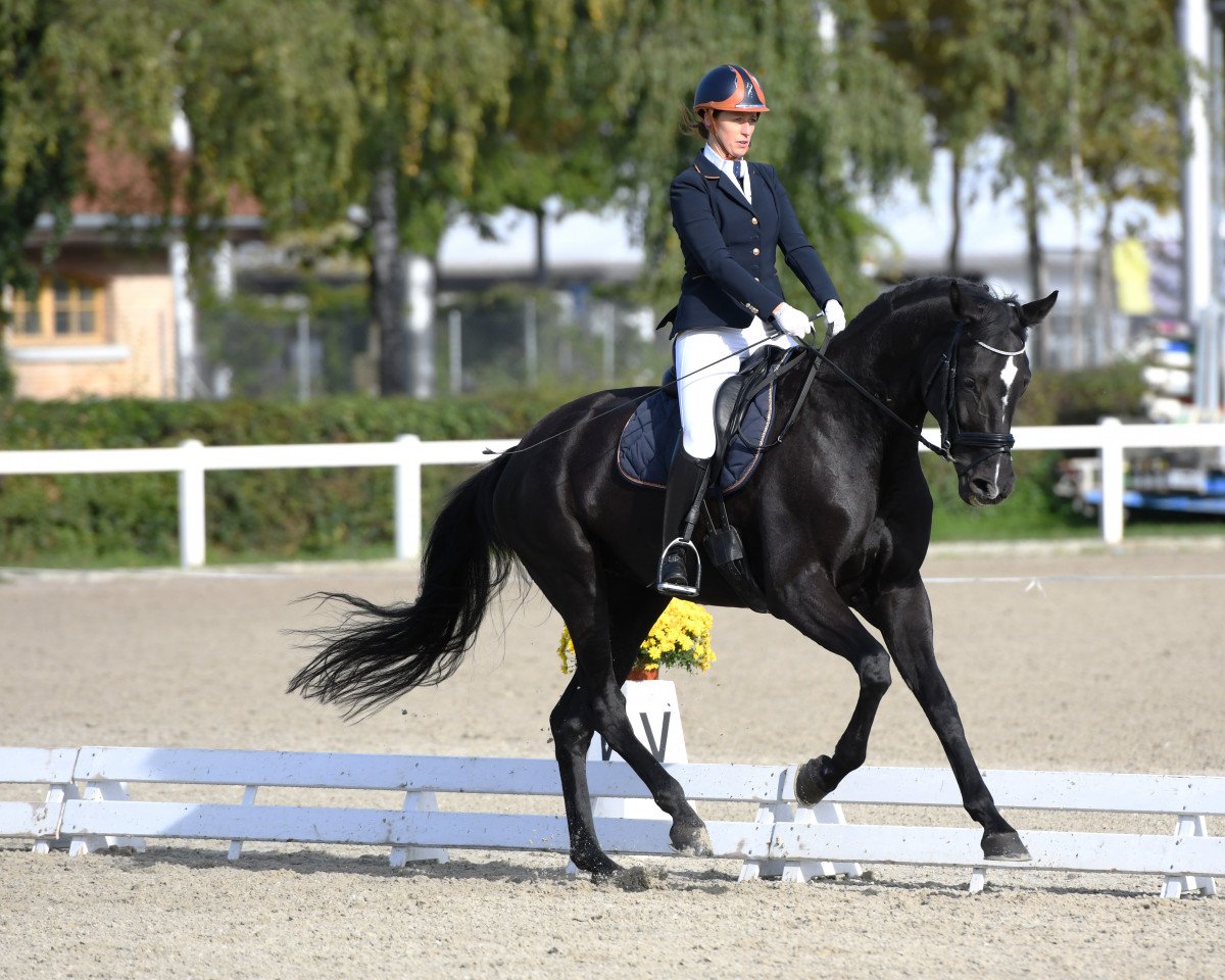 Zuchtstute Farah Diva Gs CH (Schweizer Warmblut, 2012, von Faustinus)