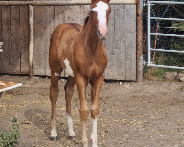 foal by Stute von Blue Diamond / Cezaro (Holsteiner, 2024, from Hagbar du Lozon)