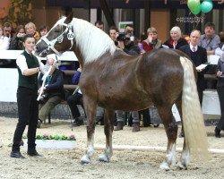 broodmare Rosengräfin (South German draft horse, 2009, from Samuel)