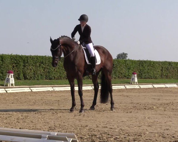 Reitturnier Ennigerloh-Neubeckum 2024