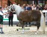 broodmare Paloma (South German draft horse, 2010, from Viano)