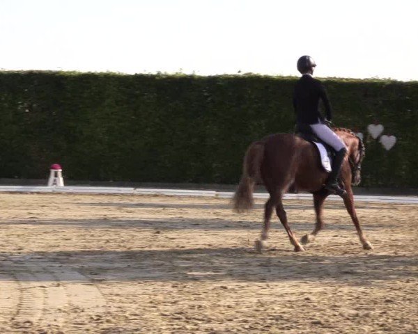 Reitturnier Ennigerloh-Neubeckum 2024