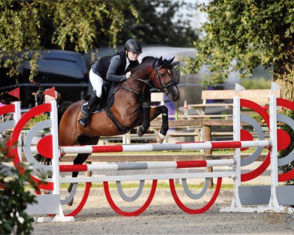 Springpferd SP Whisper (Deutsches Reitpony, 2006, von Holsteins William)