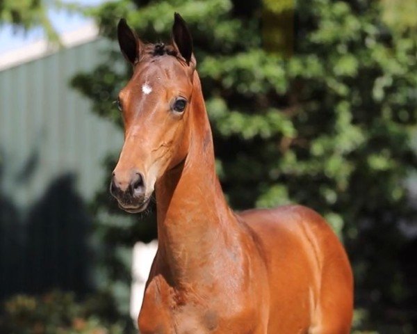 foal by Chasse Orane Z (Zangersheide riding horse, 2024, from Chipmunk's Erbe)