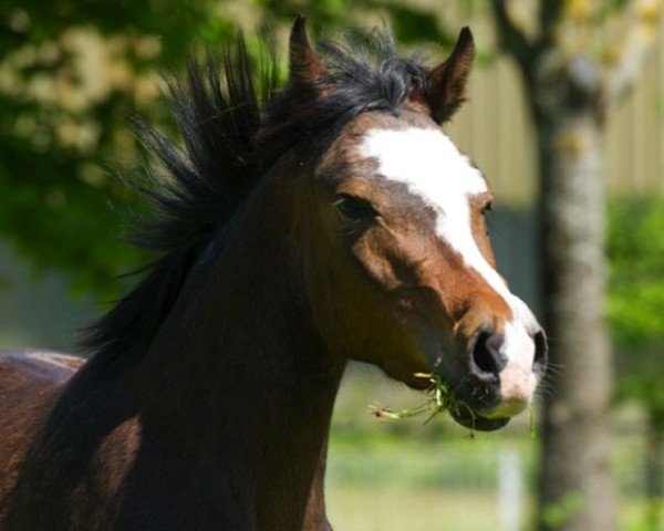 horse Sole S (Austrian Reitpony,  , from Lady's Wise Guy)