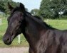 broodmare Vicky H (Hanoverian, 2016, from Viscount 22)