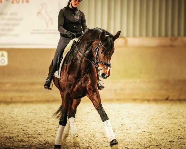 dressage horse Die Donna Uvh (Hanoverian, 2014, from Damsey FRH)