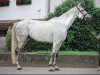 jumper Casimir LL (Hanoverian, 2014, from Castellano)