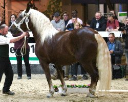 broodmare Michaela (South German draft horse, 2011, from Samuel)