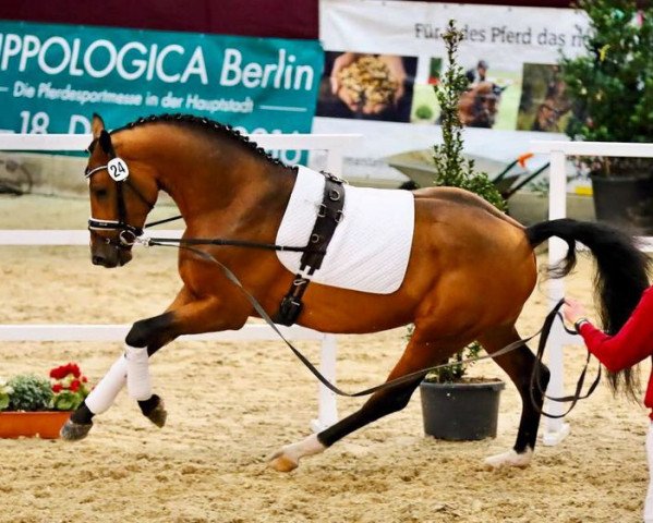 stallion Total Spezial (German Sport Horse, 2014, from Totilas)