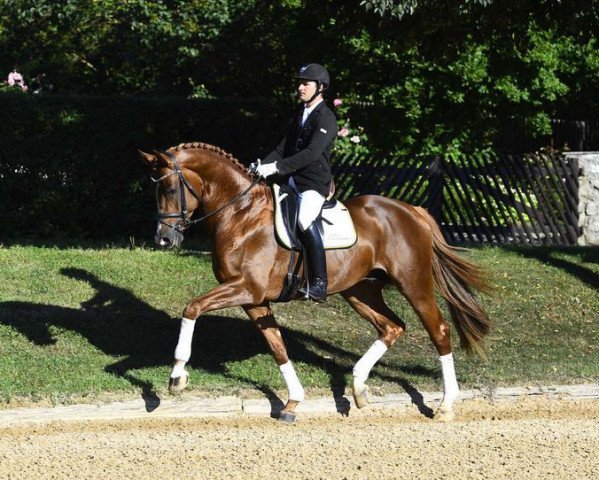 stallion Domani 28 (Rhinelander, 2012, from Demirel)