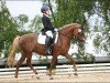 dressage horse Nashira E Von Ellerbachtal (German Riding Pony, 2017, from Nashville WH)