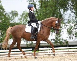 Dressurpferd Nashira E Von Ellerbachtal (Deutsches Reitpony, 2017, von Nashville WH)