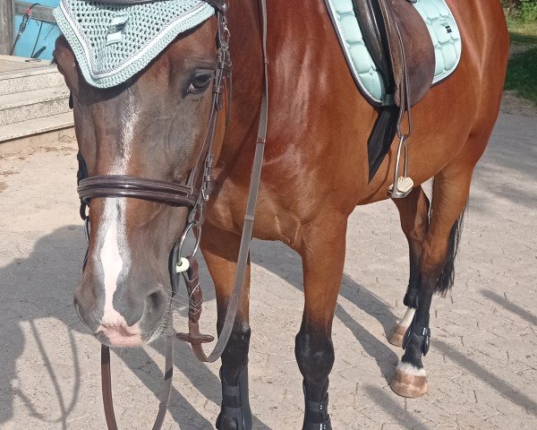 dressage horse Carlton De Viette (French Trotter,  )