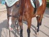 dressage horse Carlton De Viette (French Trotter,  )