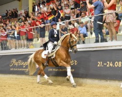 stallion DSP Ariano v. CJD-Gest_t (Haflinger, 2008, from Arino)