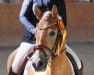 dressage horse Anouk Milou W (Edelbluthaflinger, 2021, from DSP Ariano v. CJD-Gest_t)