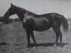 broodmare Hermine v. Neubeckum H 279 (Westphalian, 1917, from Herrscher 209)