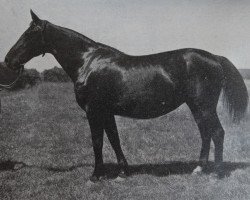 broodmare Hermine v. Neubeckum H 279 (Westphalian, 1917, from Herrscher 209)