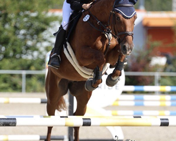 jumper Zymba Blue (German Sport Horse, 2011, from Zymbal II)