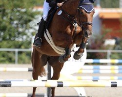 jumper Zymba Blue (German Sport Horse, 2011, from Zymbal II)