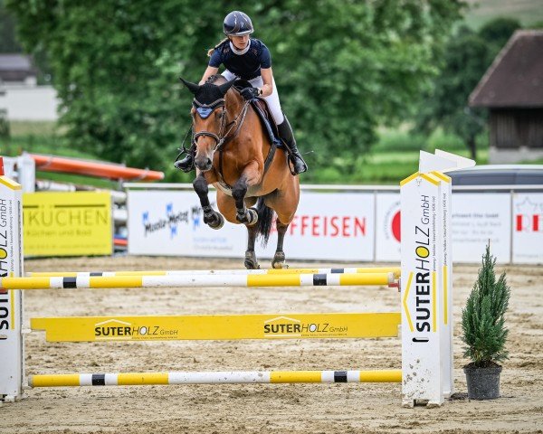 jumper Quira Dream S (German Sport Horse, 2018, from Quiwi Dream)