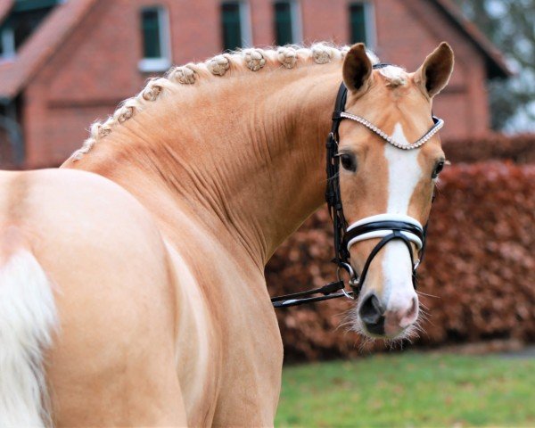 Deckhengst Steendieks California Gold (Deutsches Reitpony, 2018, von Steendieks California Blue DL)