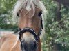 dressage horse Amazing Jack (Haflinger, 2008, from Alabaster B)