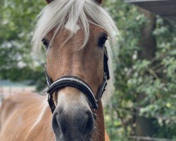 dressage horse Amazing Jack (Haflinger, 2008, from Alabaster B)