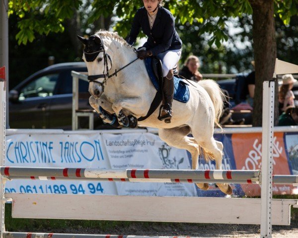 jumper Caleou de Maguelonne (Selle Français, 2012, from Pivert des Cabanes)