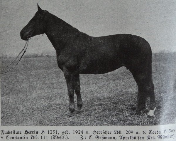 broodmare Herrin H 1251 (Westphalian, 1924, from Herrscher 209)