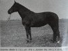 broodmare Herrin H 1251 (Westphalian, 1924, from Herrscher 209)