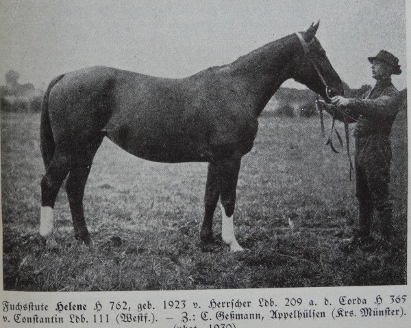 Zuchtstute Helene H 762 (Westfale, 1923, von Herrscher 209)