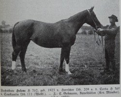 broodmare Helene H 762 (Westphalian, 1923, from Herrscher 209)