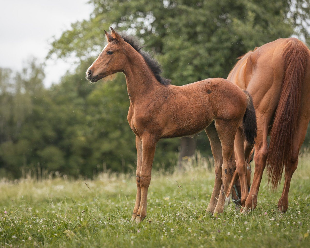 jumper Billy Jean (German Sport Horse, 2024, from Chadwick)