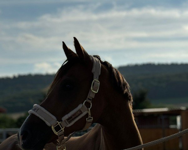 Dressurpferd Kastanienhof Karl (Deutsches Reitpony, 2016, von Kastanienhof Kentaur)